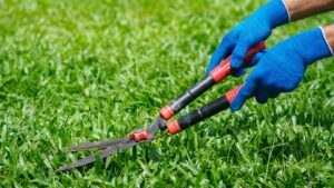 Grass Court Maintenance