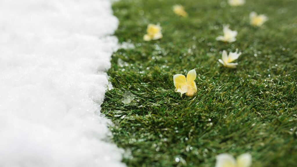 Grass Tennis iin Cold Climates