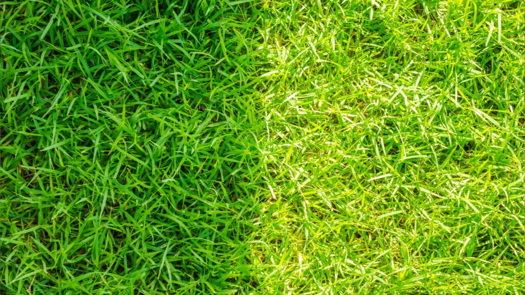 What types of grass are used for tennis courts?