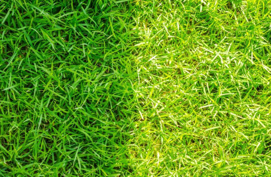 What types of grass are used for tennis courts?